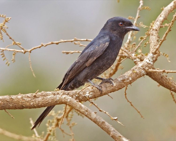 Ribbon-tailed drongo