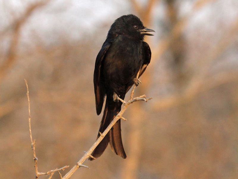 Pretty Ribbon-tailed drongo