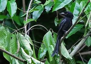 Pretty Ribbon-tailed drongo