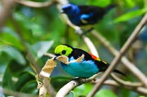 Pretty Ribbon-tailed drongo