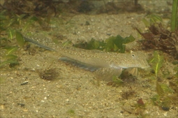 Richardson’s dragonet