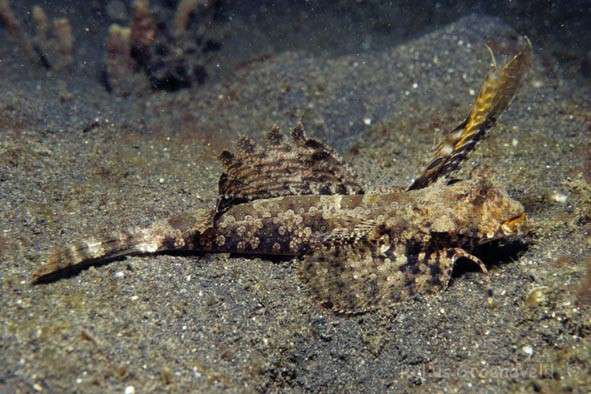 Pretty Richardson’s dragonet