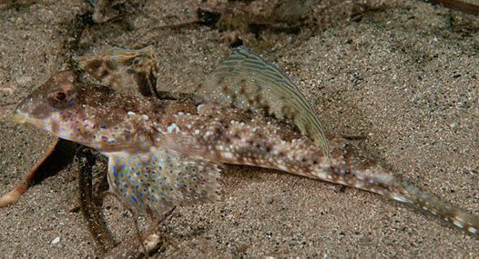 Pretty Richardson’s dragonet