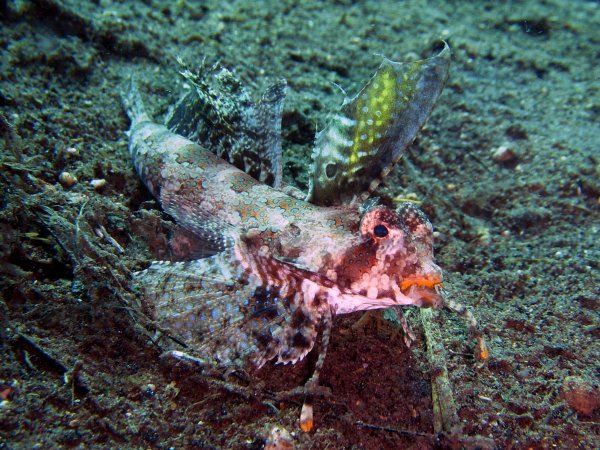 Pretty Richardson’s dragonet