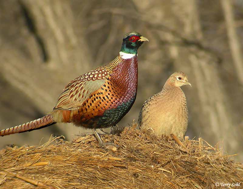 Pretty Ring-necked pheasant