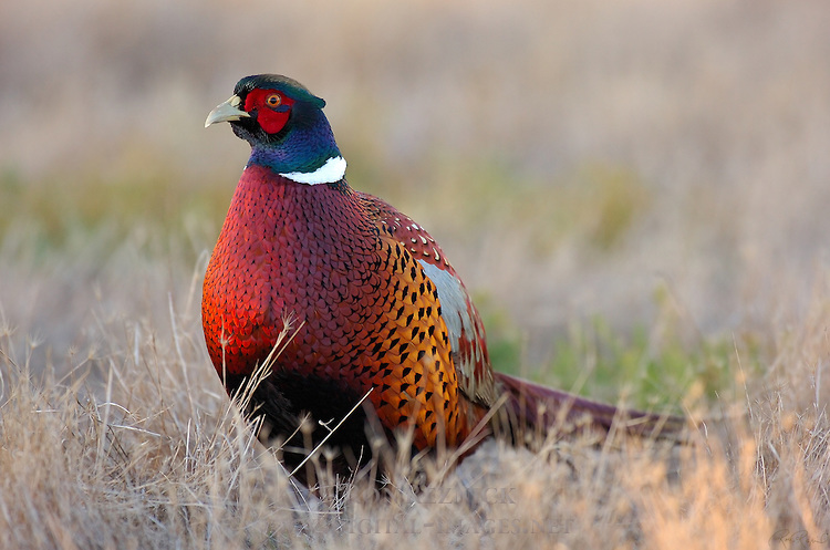 Pretty Ring-necked pheasant
