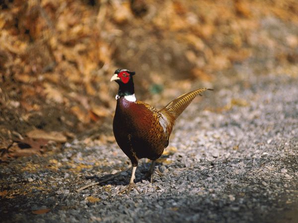 Pretty Ring-necked pheasant