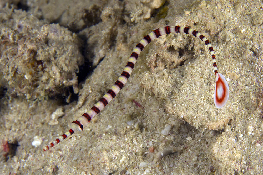 Ringed pipefish