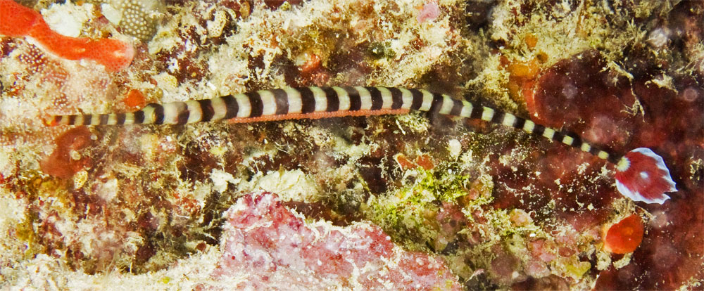 Pretty Ringed pipefish