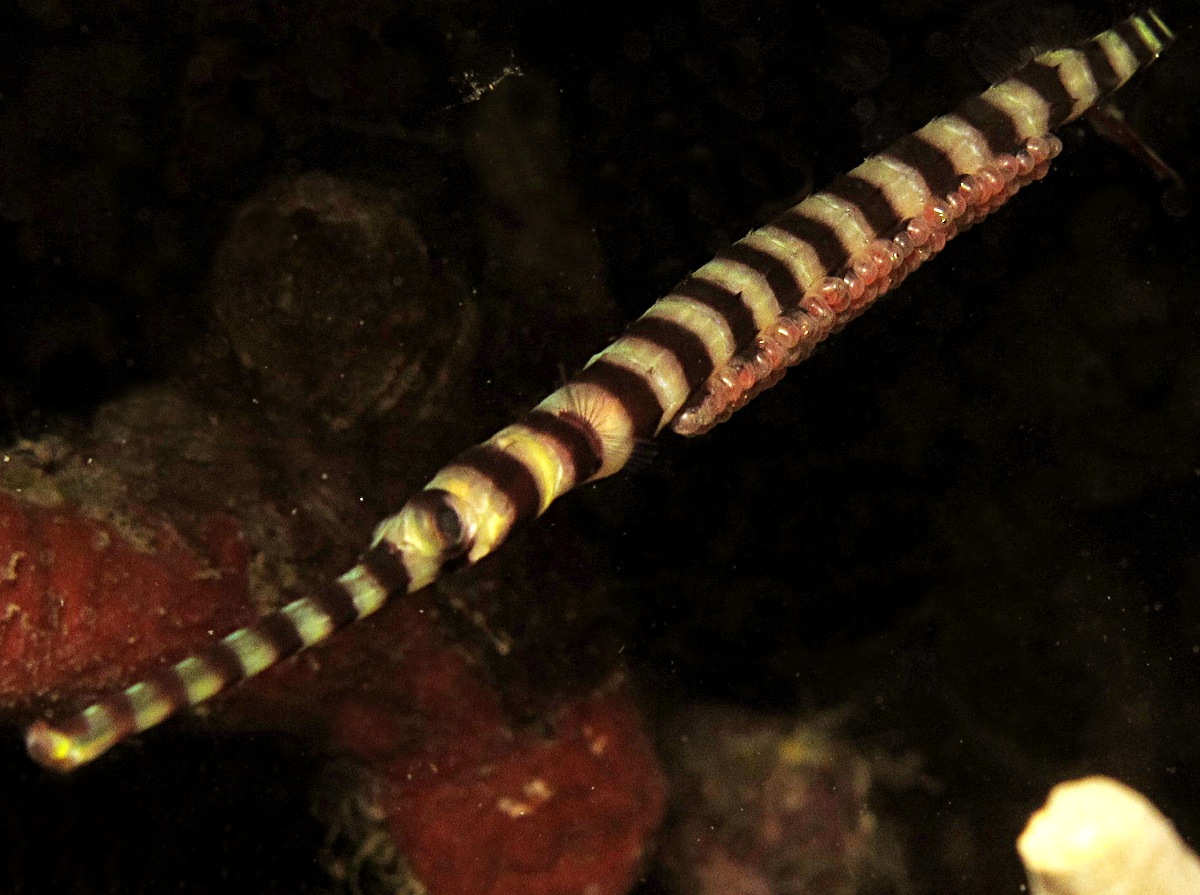 Pretty Ringed pipefish