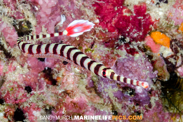 Pretty Ringed pipefish