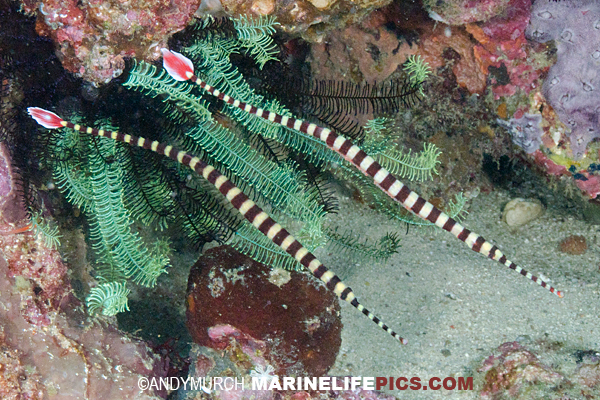 Pretty Ringed pipefish