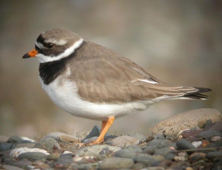 Ringed plover