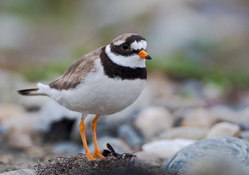 Pretty Ringed plover