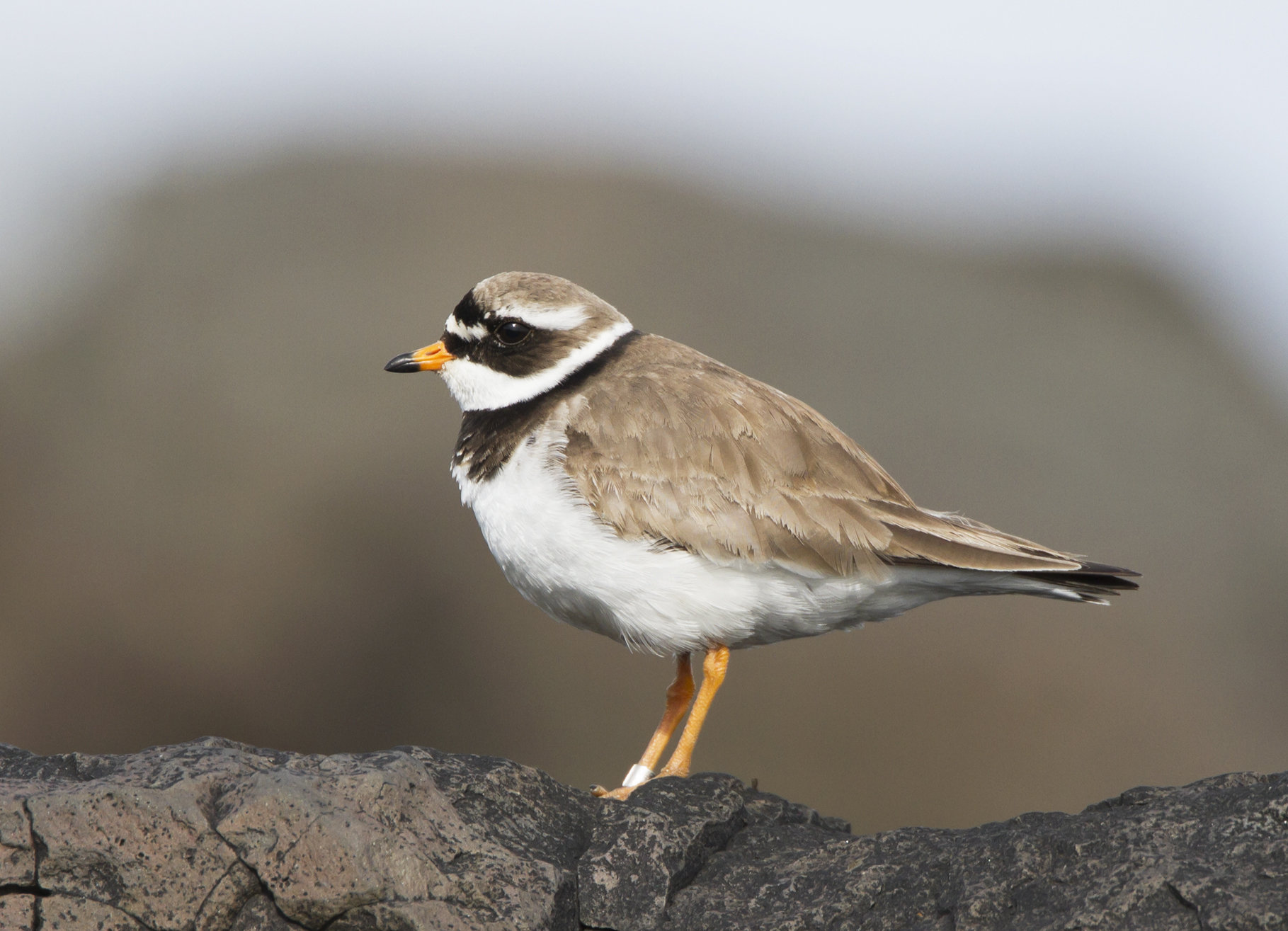 Pretty Ringed plover