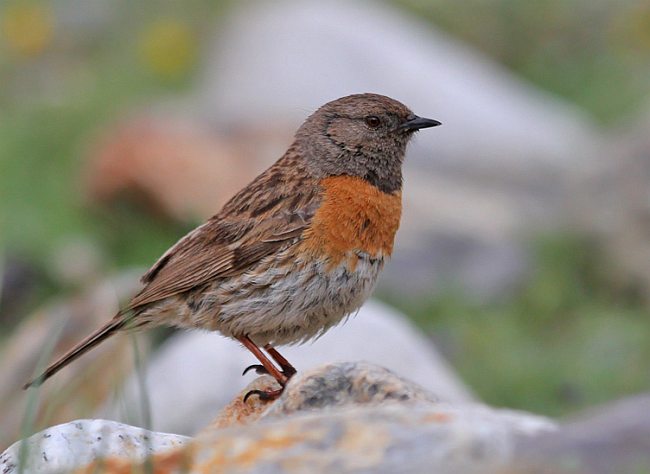 Robin accentor