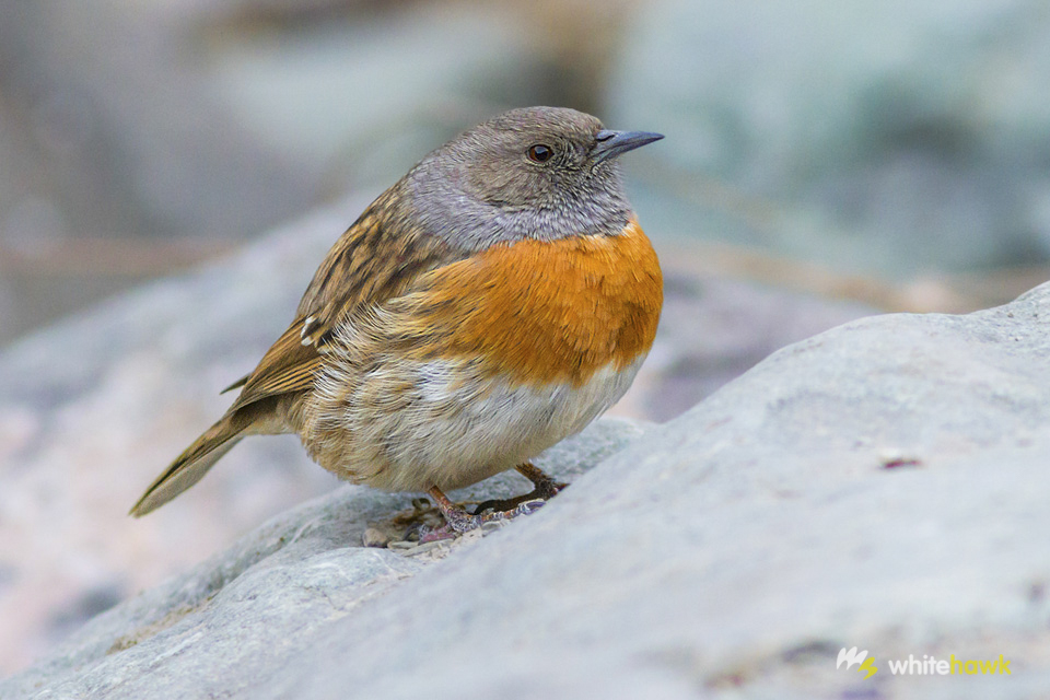 Pretty Robin accentor
