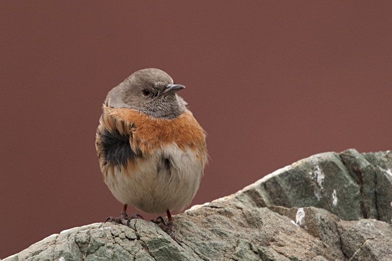 Pretty Robin accentor