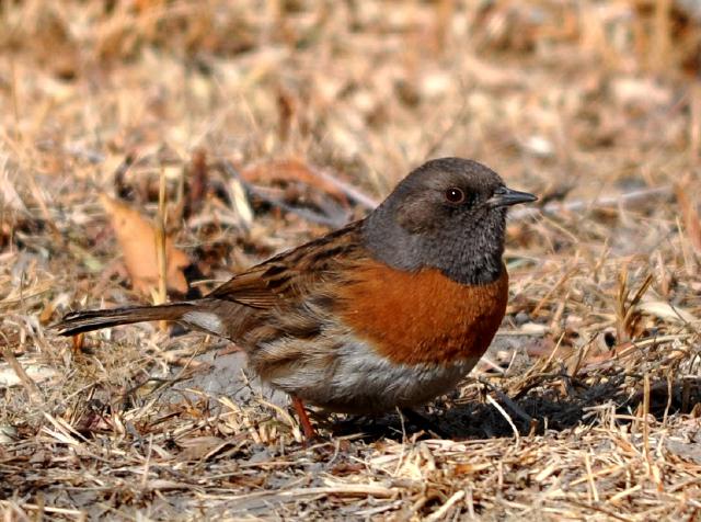 Pretty Robin accentor