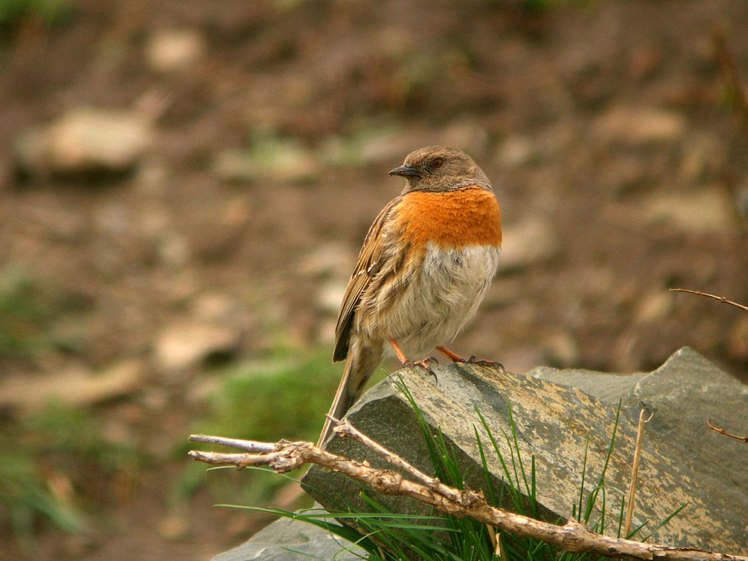 Pretty Robin accentor
