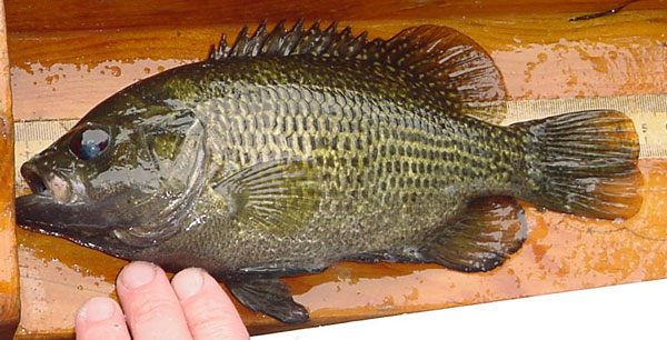 Rock bass