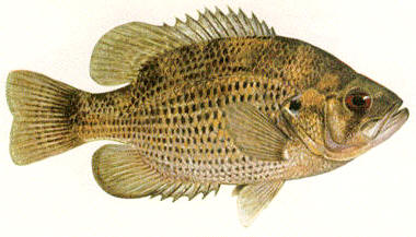 Pretty Rock bass