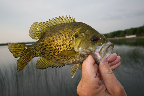 Pretty Rock bass