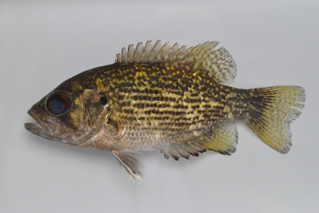 Pretty Rock bass