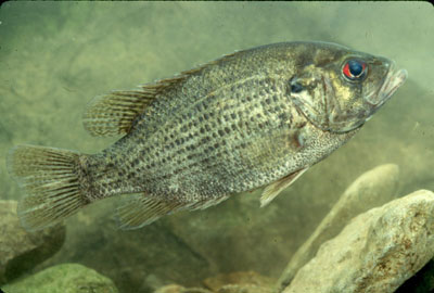 Pretty Rock bass