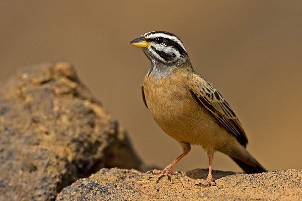 Rock bunting