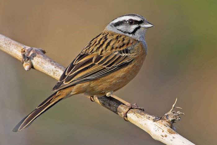 Pretty Rock bunting