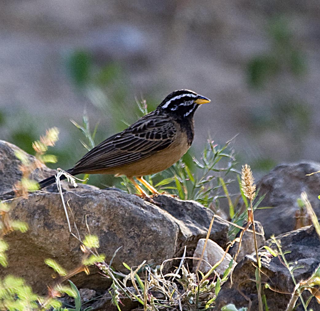 Pretty Rock bunting