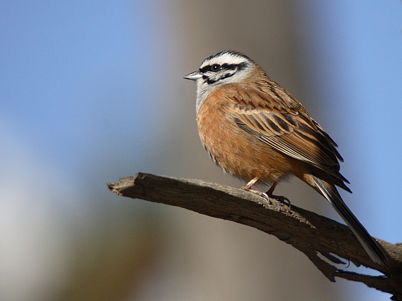 Pretty Rock bunting