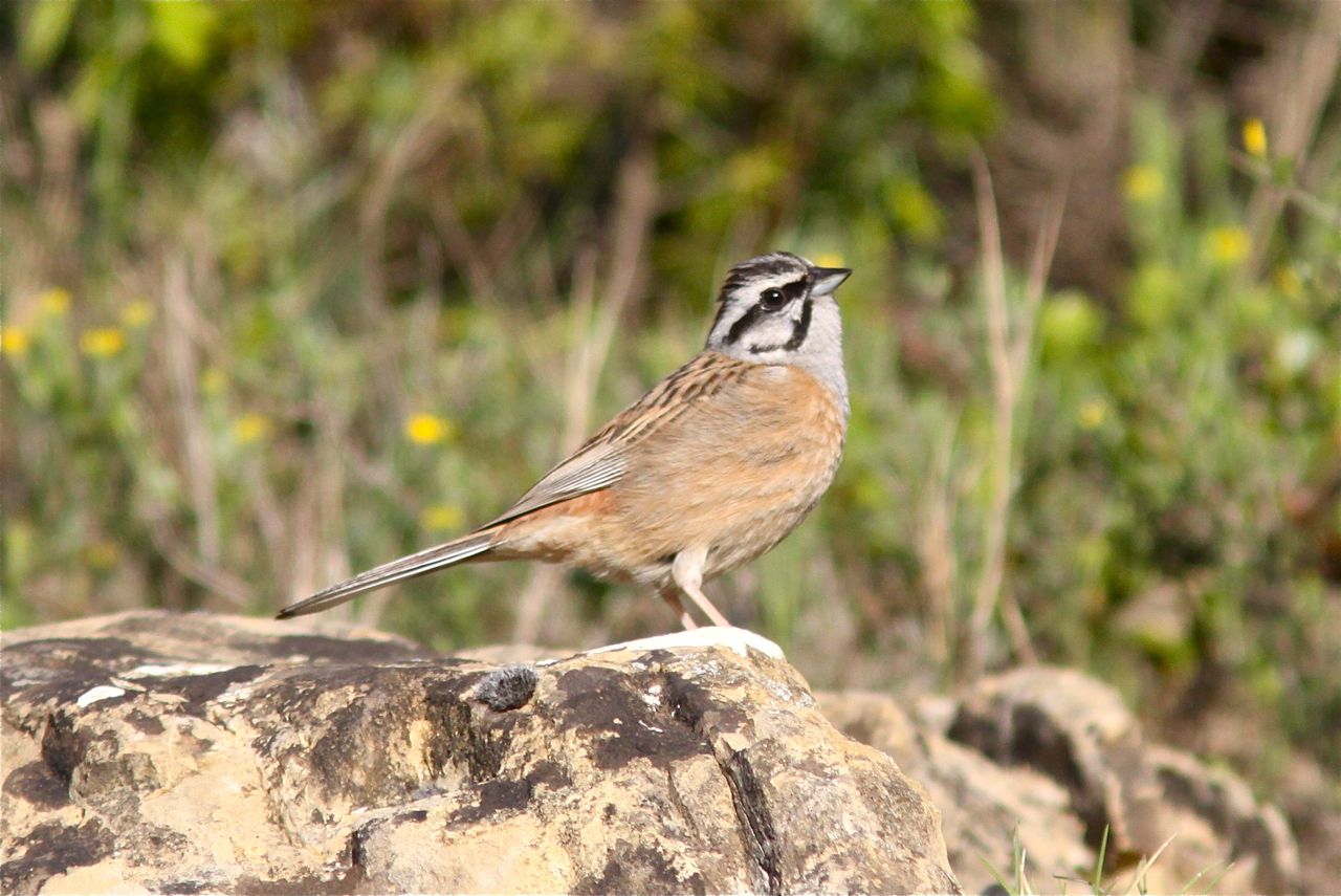 Pretty Rock bunting