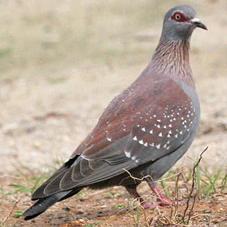 Rock pigeon