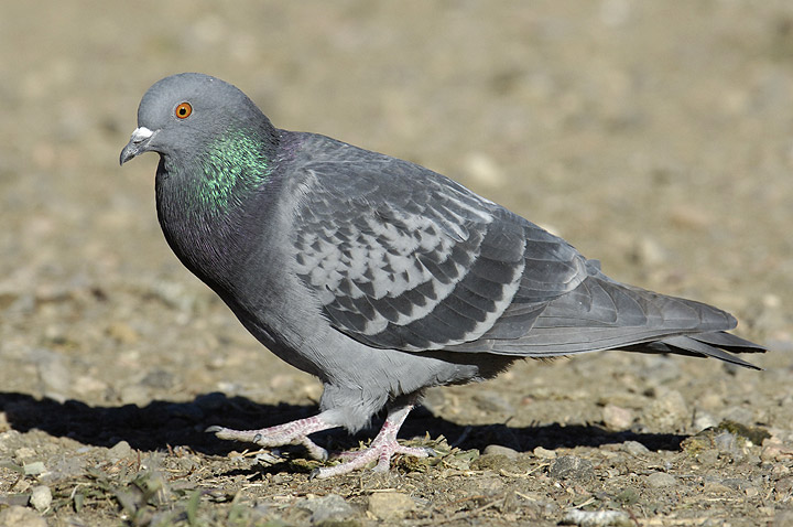 Pretty Rock pigeon