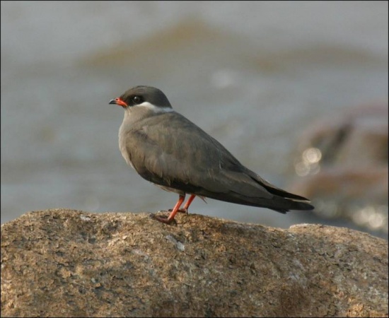 Pretty Rock pratincole