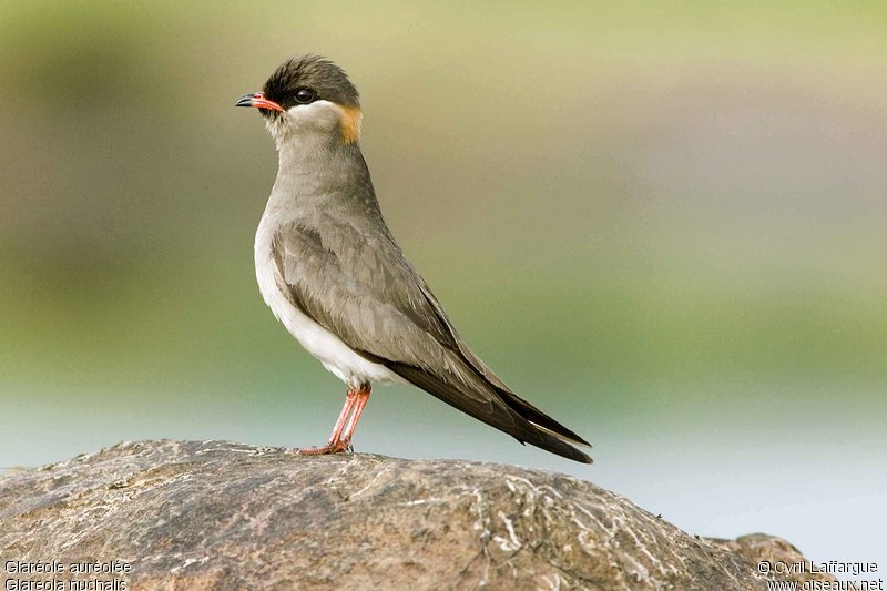 Pretty Rock pratincole