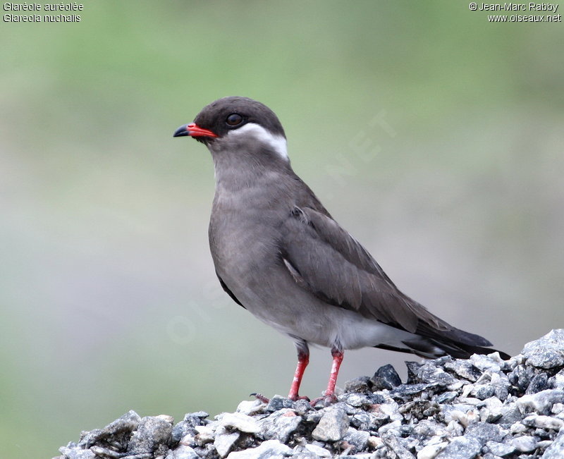 Pretty Rock pratincole