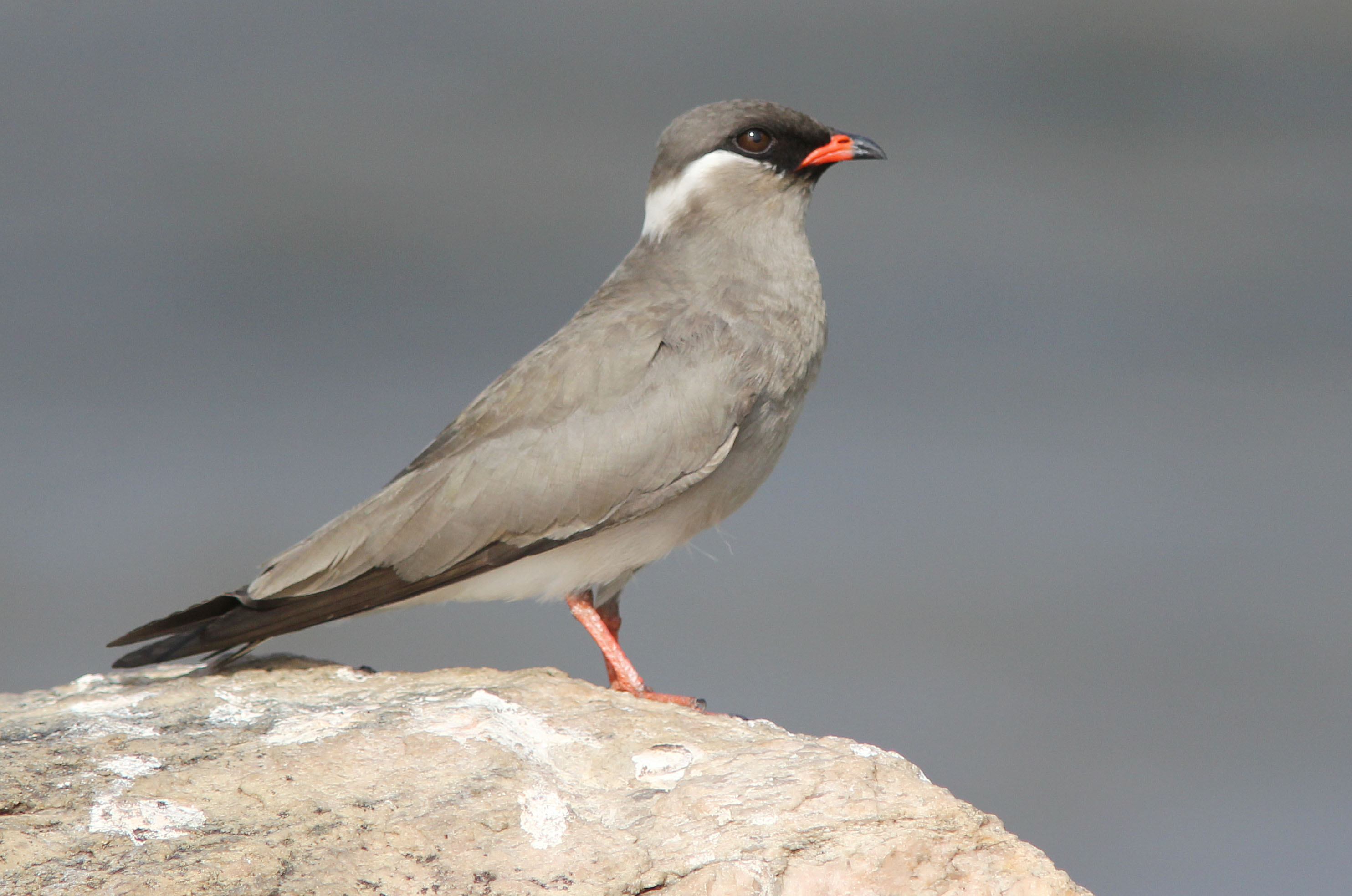 Pretty Rock pratincole