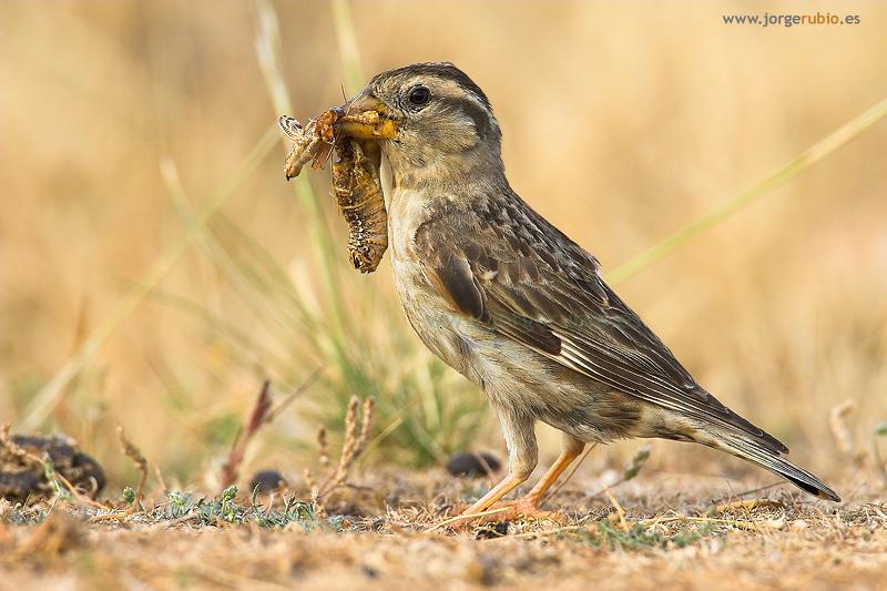 Pretty Rock sparrow