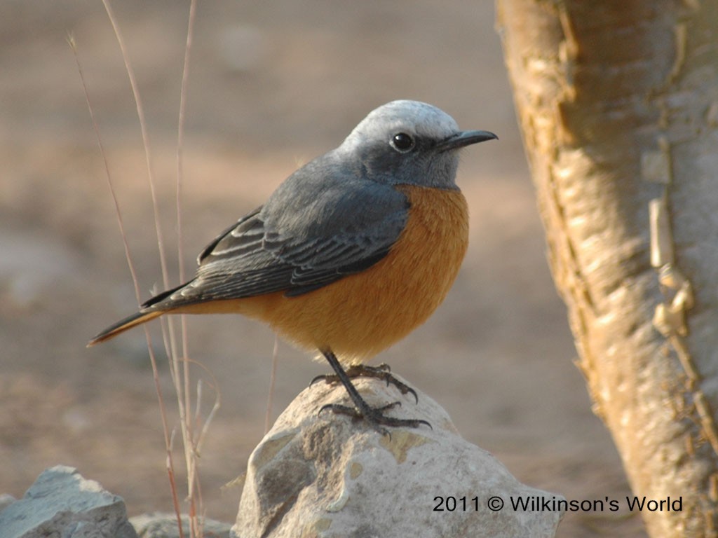 Rock thrush