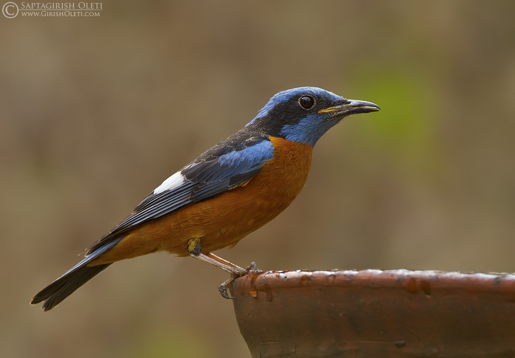 Pretty Rock thrush