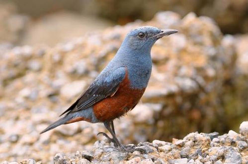 Pretty Rock thrush