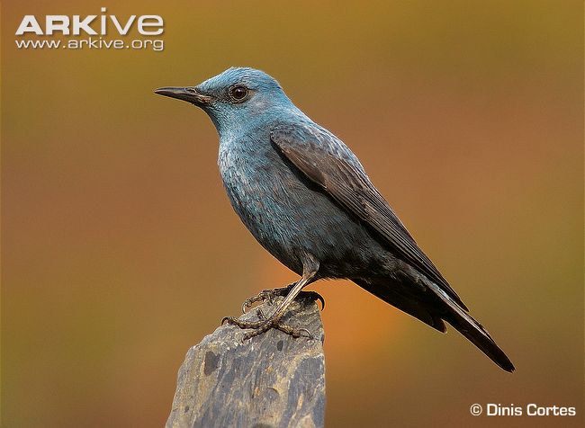 Pretty Rock thrush