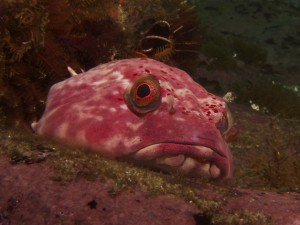 Pretty Rocksucker