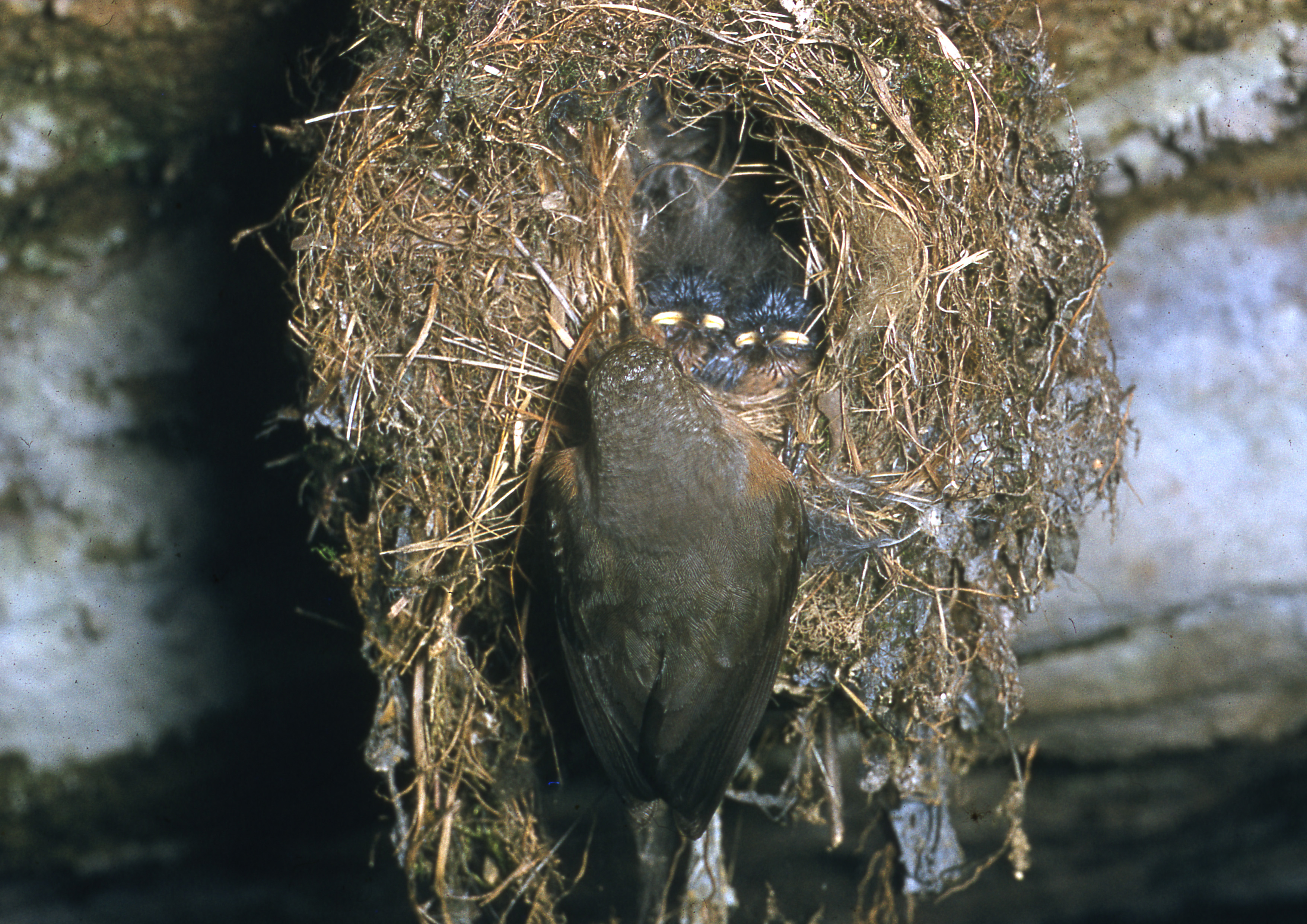 Rockwarbler