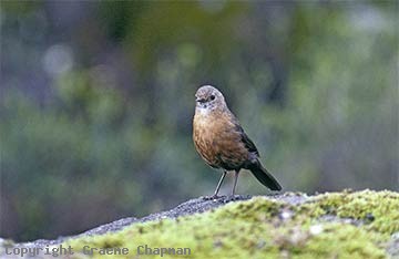 Pretty Rockwarbler