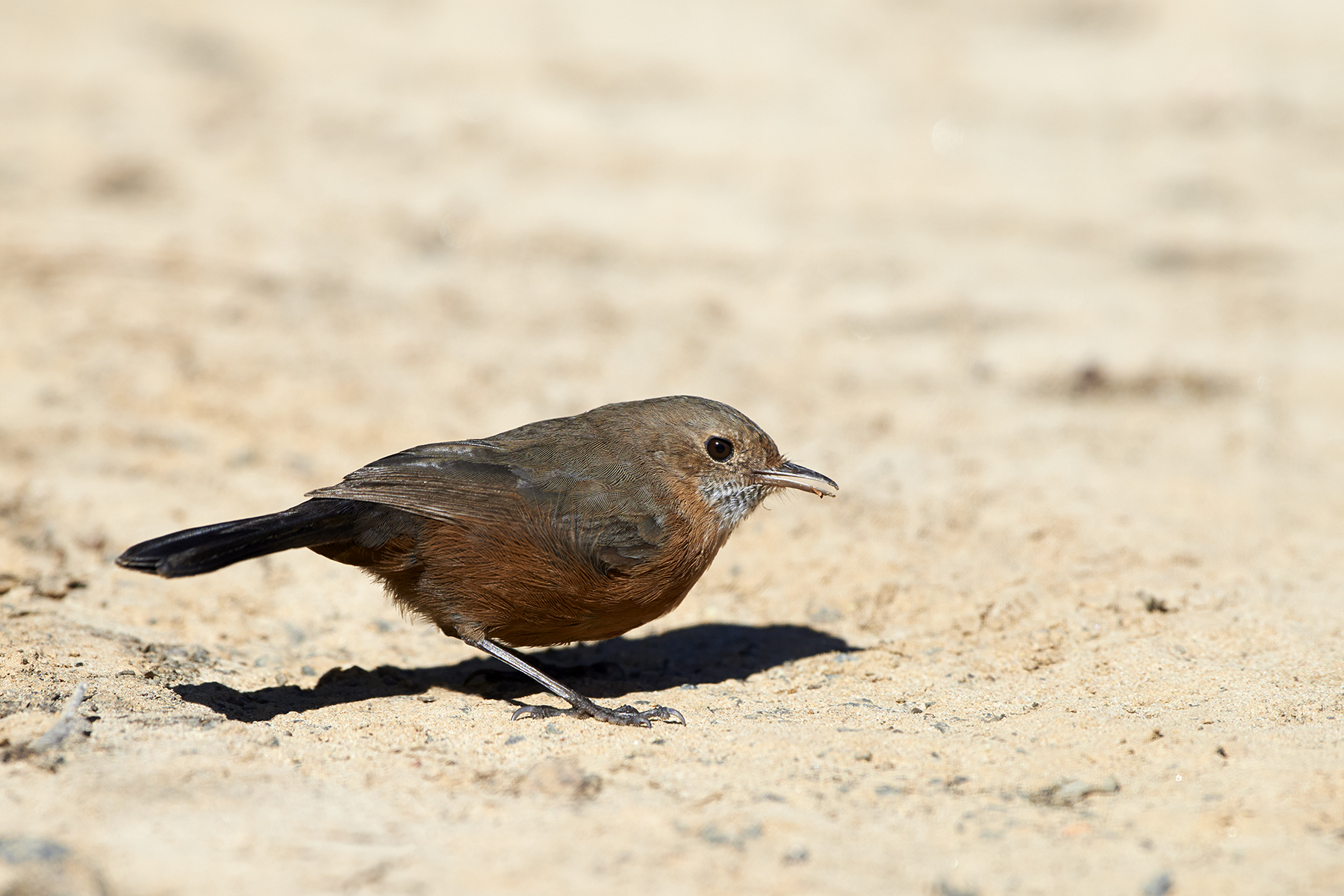 Pretty Rockwarbler