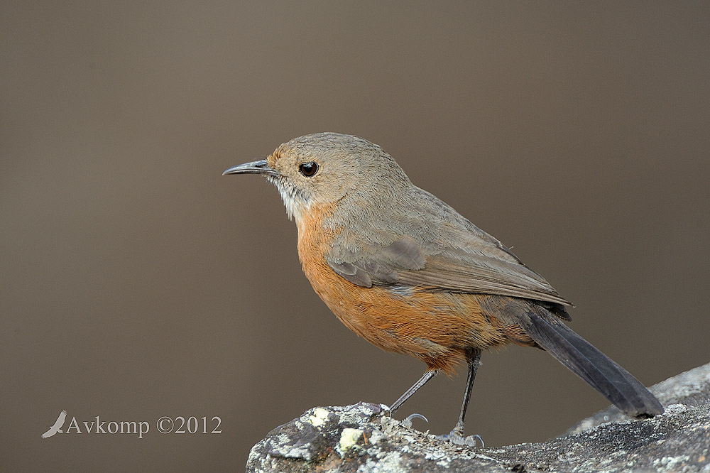 Pretty Rockwarbler